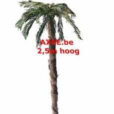 Palmboom huren